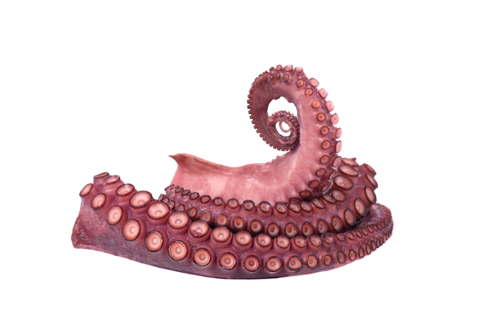 Tentacolo di polpo cotto Cidas